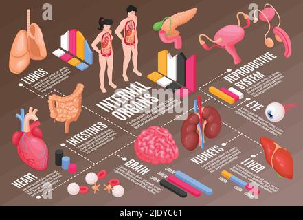 Human anatomy flowchart with lungs brain and eye isometric vector illustration Stock Vector