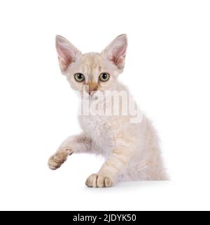 Chocolate tabby blotched tonkinese pointed longhair LaPerm cat kitten, standing behind edge. Looking to camera. One paw lifted. Isolated on a white ba Stock Photo