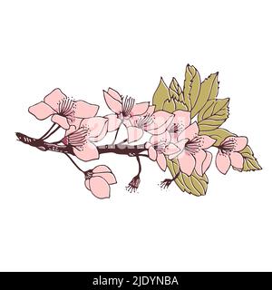 Cherry tree branch with flowers, vector botanical illustration isolated on white background Stock Vector