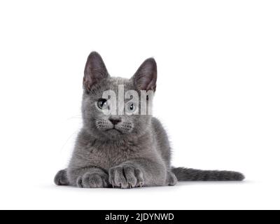 True typed Russian Blue cat kitten, laying down facing front. Looking straight to camera with green eyes. isolated on a white background. Stock Photo