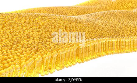 3D rendering lipid bi-layer cell anatomy - 3D Rendering Stock Photo