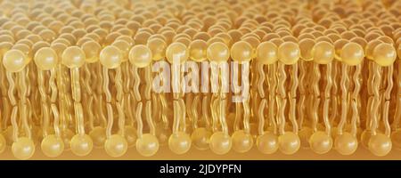 3D rendering lipid bi-layer cell anatomy - 3D Rendering Stock Photo