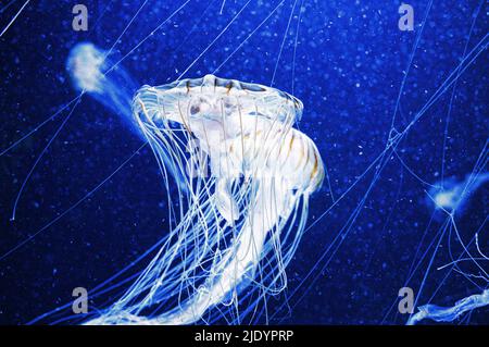 jellyfish floating in aquarium isolated shown. long tentacles. Marine animal, invertebrate. Animal photo from the salt water Stock Photo