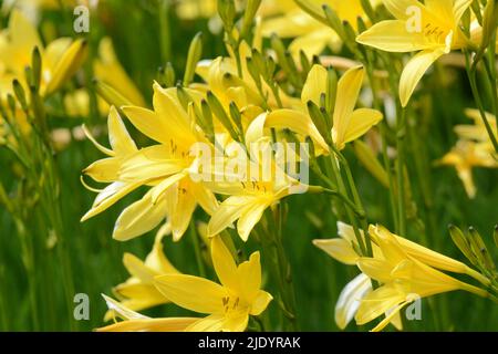 Hemerocallis lilioasphodelus Yellow daylily flower Stock Photo