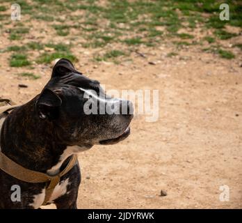 head portrait of a black american pit bull terrier Stock Photo