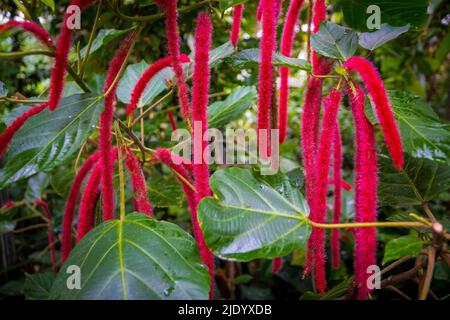 Red hot cat tail plant or latin name Acalypha Hispida. Also known as Philippine medusa. Stock Photo