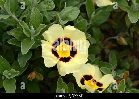 Halimiocistus x wintonensis Merrist Wood Cream rockrose Stock Photo