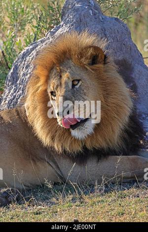 Male Lion at Moremi Botswana Stock Photo