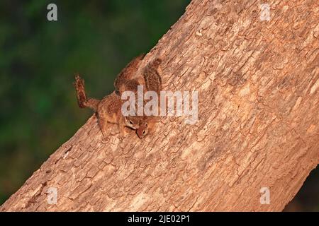 Three Smith's Bush Squirrel in a tree at sunset at Moremi Botswana Stock Photo