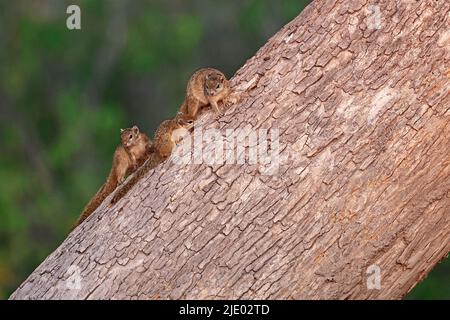 Three Smith's Bush Squirrel in a tree at sunset at Moremi Botswana Stock Photo