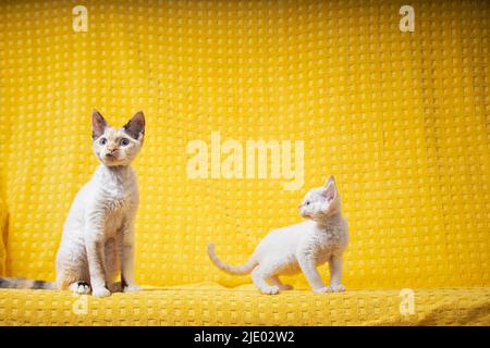 Two Funny Young White Devon Rex Kittens Kittys Cats. Short-haired Cat Of English Breed On Yellow Plaid Background. Shorthair Pet Cat Stock Photo
