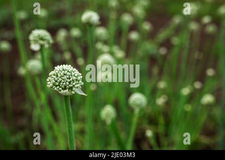 Onion pipes are green. Vegetable garden, agriculture, rural, business Stock Photo