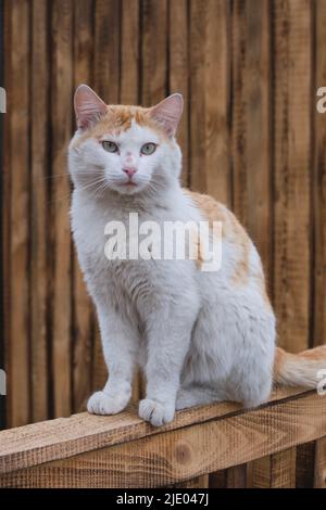 Rustic ginger cat is sitting wooden fence Stock Photo - Alamy