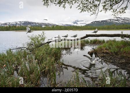 Common gulls (Larus canus), Tromso, Norway Stock Photo
