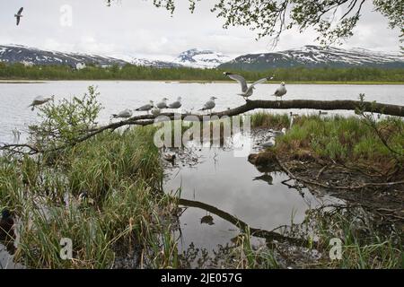 Common gulls (Larus canus), Tromso, Norway Stock Photo