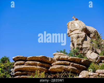 Iberian ibex (Capra pyrenaica) on limestone rock formation, El Torcal nature reserve, Torcal de Antequera, Malaga province, Andalucia, Spain Stock Photo