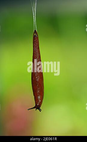 Nudibranch, red slug (Arion rufus) ropes on its slime Stock Photo