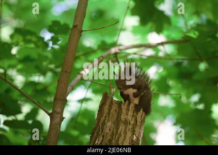 Black squirrel sitting on the tree Stock Photo