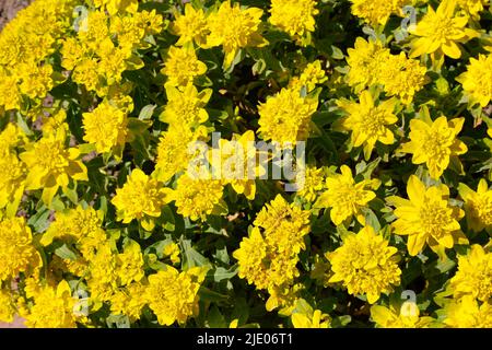 Golden spurge (Euphorbia polychroma) in the Rose Garden Ulm, garden, flower beds, park, yellow flowers, flowers, ground cover, spring bloomers Stock Photo