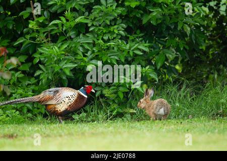 European brown hare (Lepus europaeus) juvenile leveret watching a male Common Pheasant (Phasianus colchicus) in a garden, Norfolk, England, United Stock Photo