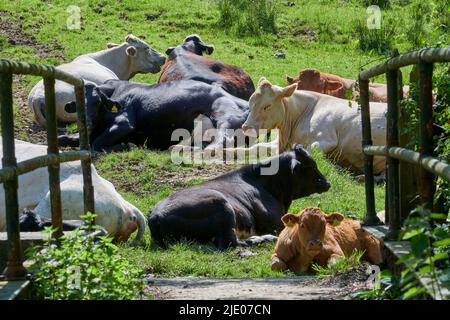 Cows sleeping on the sun, Levisham, North Yorkshire Moors National Park, Northern England, UK Stock Photo