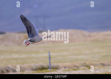 Short-billed goose (Anser brachyrhynchus) in flight, Iceland Stock Photo