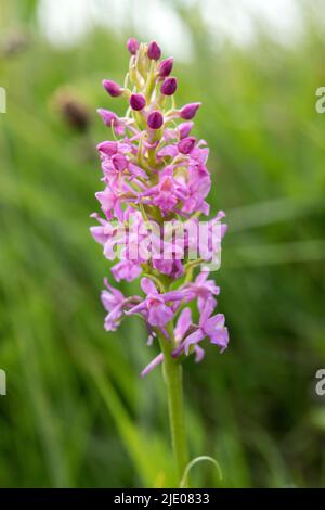Marsh Fragrant-orchid (Gymnadenia borealis) Teesdale, County Durham, UK Stock Photo