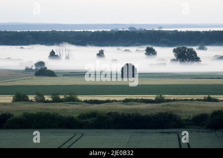 Ground fog in the Meerbruchwiesen, Steinhuder Meer, Lower Saxony Stock Photo