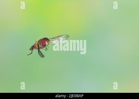 Grove hoverfly (Episyrphus balteatus), in flight, highspeed nature photo, Siegerland, North Rhine-Westphalia, Germany Stock Photo