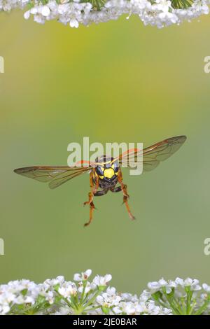 House field wasp (Polistes dominula), in flight, highspeed nature photo, over common ground elder (Aegopodium podagraria), Siegerland, North Stock Photo