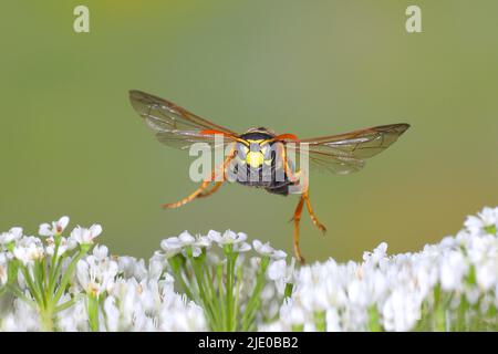 House field wasp (Polistes dominula), in flight, highspeed nature photo, over common ground elder (Aegopodium podagraria), Siegerland, North Stock Photo