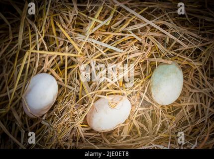 Group of whole white eggs on  Straw with copy space Stock Photo