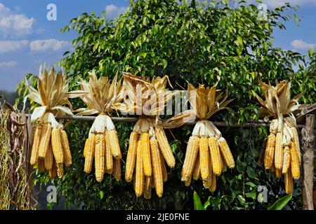 Corn cobs hanging to dry in five bundles on wooden pole, corn, Madeira, officially Autonomous Region of Madeira, island, archipelago of Macaronesia Stock Photo