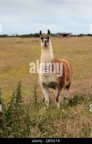 Llamas in a field at Mullion Cover in Cornwall Stock Photo