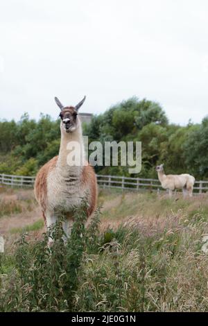 Llamas in a field at Mullion Cover in Cornwall Stock Photo