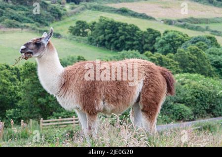 Llamas in a field at Mullion Cover in Cornwall Stock Photo