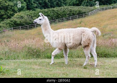 Llamas in a field at Mullion Cover in Cornwall Stock Photo