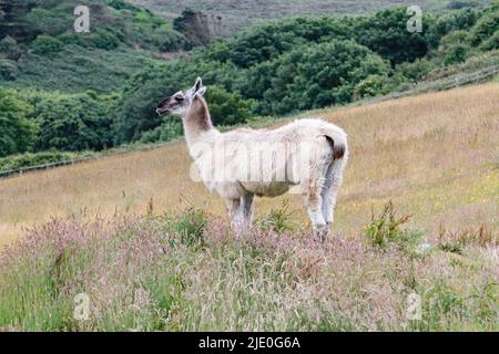 Llamas in a field at Mullion Cover in Cornwall Stock Photo