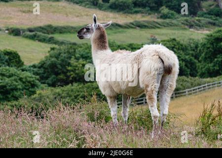 Llamas in a field at Mullion Cover in Cornwall Stock Photo