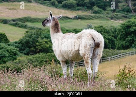 Llamas in a field at Mullion Cover in Cornwall Stock Photo