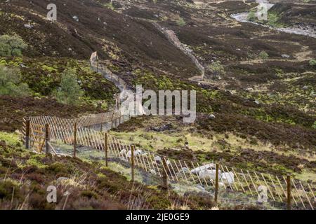 Deer Fencing  with Capercaillie deterrent  near loch Muick. Lochnagar Scotland Stock Photo