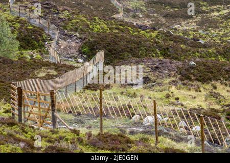 Deer Fencing  with Capercaillie deterrent  near loch Muick. Lochnagar Scotland Stock Photo