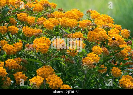 Milkweed, Asclepias tuberosa, Blooming, Orange, Flowers, In, Garden, Perennial, Plant Stock Photo