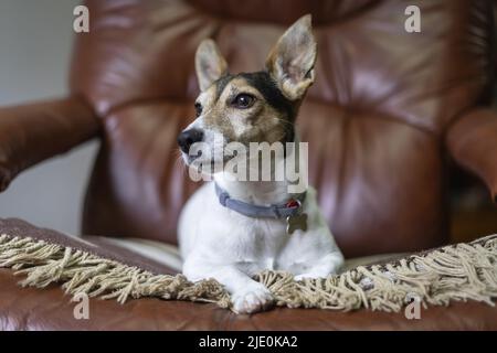 Jack russell dog resting on his blanket on top of an armchair. Stock Photo