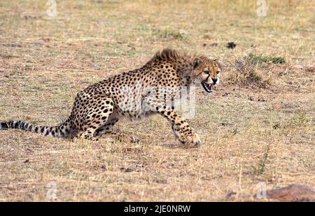 Aggressive cheetah. Maasai Mara, Kenya Stock Photo - Alamy