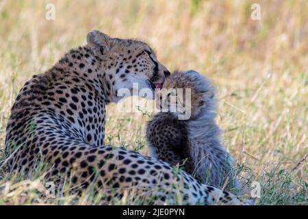 Monther cheetah licking her three months old cub. Photo from Maasai Mara, Kenya. Stock Photo