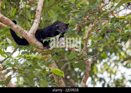 Binturong  (Arctictis binturong) looking for its favourite foods, figs in the canopy of the rainforest in Deramakot Forest Reserve, Sabah, Borneo. Stock Photo