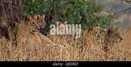 Lion cubs resting under a huge Baobab Tree in Tarangire NP, Tanzania. Stock Photo