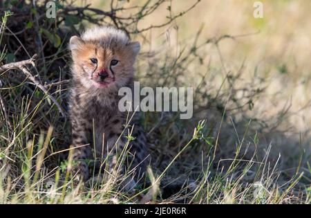 About three months old cheeta cub in Maasai Mara, Kenya. Stock Photo