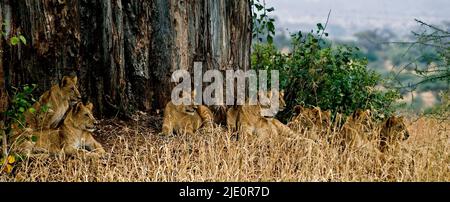 Lion cubs resting under a huge Baobab Tree in Tarangire NP, Tanzania. Stock Photo